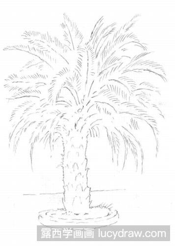 棕榈树素描教程