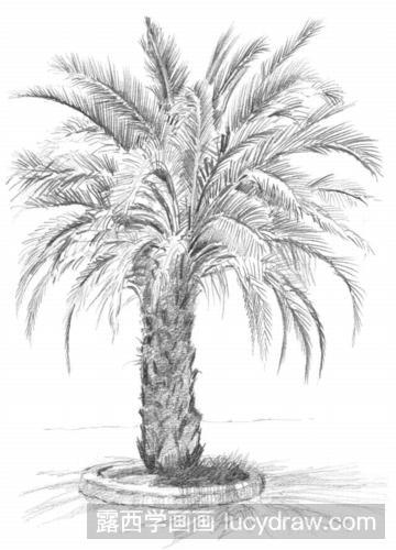 棕榈树素描教程