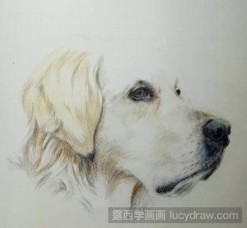 狗狗彩铅画教程