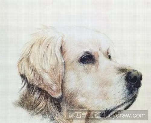 狗狗彩铅画教程