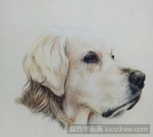 狗狗彩铅画教程