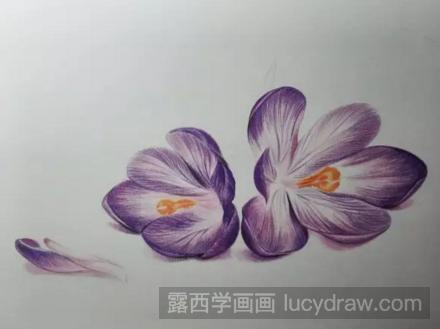 教你用彩铅画紫色小花