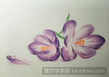 教你用彩铅画紫色小花