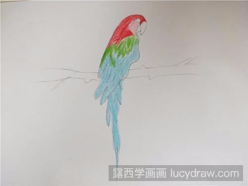 彩铅画教程：怎样画彩铅鹦鹉