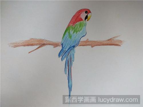 彩铅画教程：怎样画彩铅鹦鹉