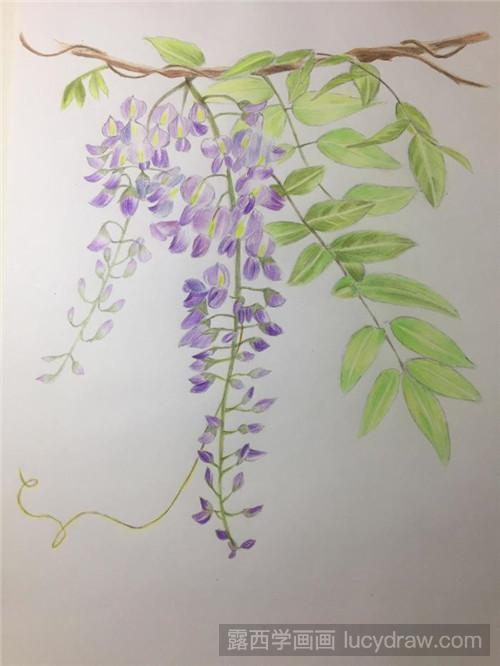 紫藤萝彩铅画教程