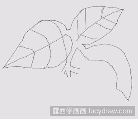 简笔画教程：教你画山楂