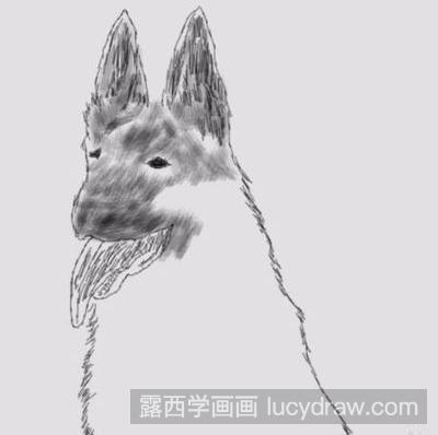 简笔画教程：教你画职业犬