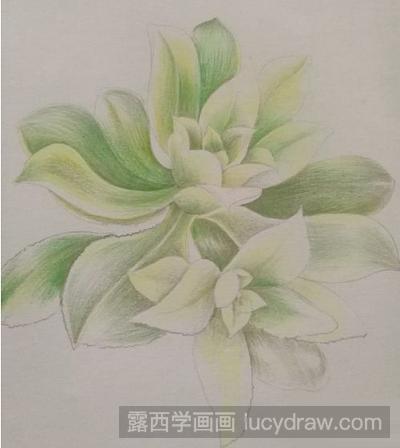 彩铅画教程：教你画多肉植物