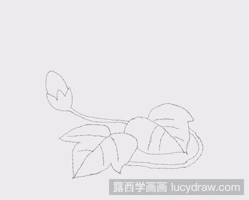 简笔画教程：怎样画牵牛花