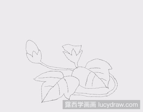 简笔画教程：怎样画牵牛花