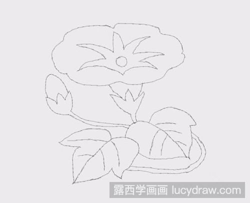 简笔画教程：怎样画牵牛花