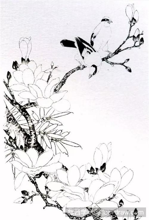 玉兰花与黄鹂鸟工笔画教程