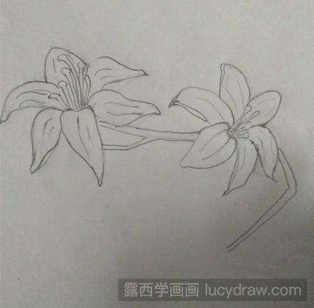 百合花的简笔画法