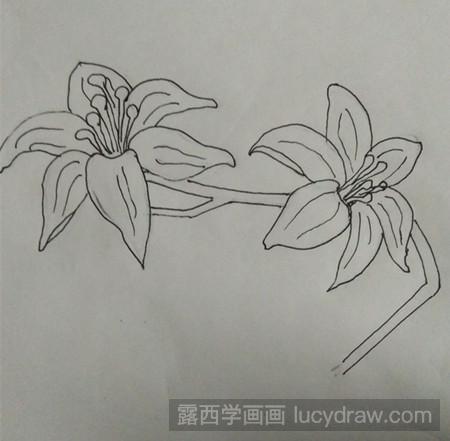 百合花的简笔画法