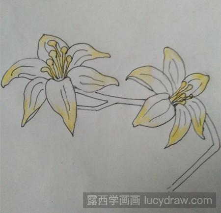 百合花的简笔画法