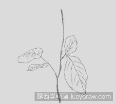 简笔画教程：教你画玫瑰花