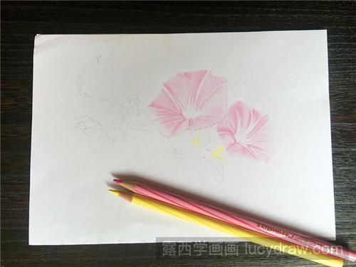 牵牛花彩铅画教程