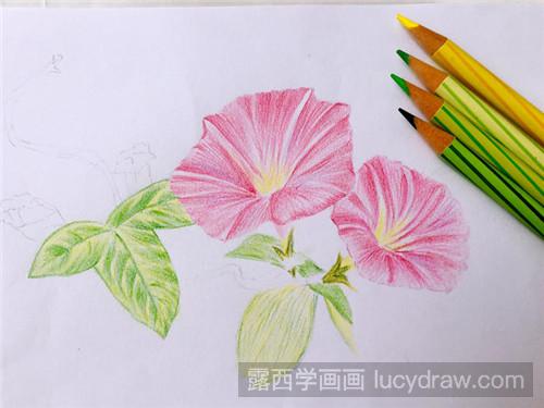 牵牛花彩铅画教程