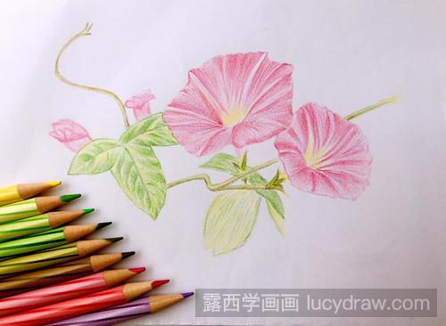 牵牛花彩铅画教程