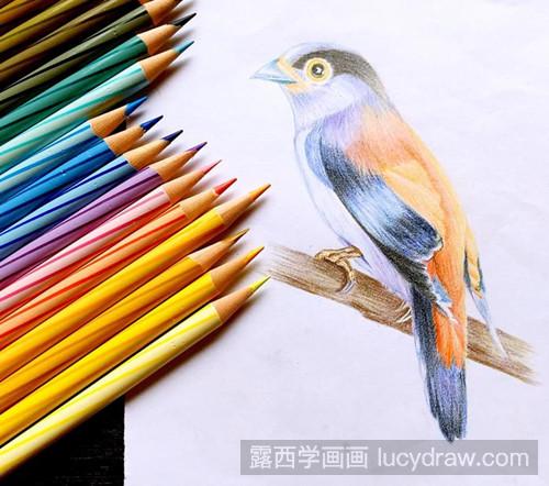 银胸丝冠鸟彩铅画教程