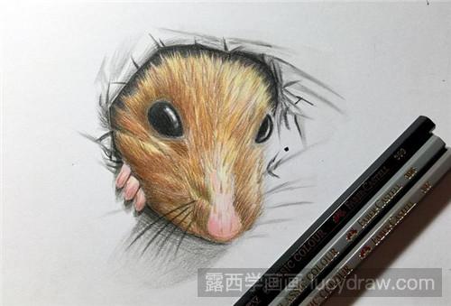 彩铅画教程：破纸而出的小仓鼠