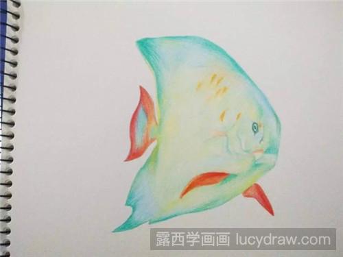 小丑鱼彩铅画教程