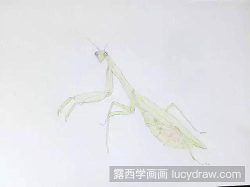 螳螂彩铅画教程