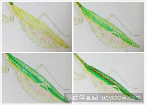 螳螂彩铅画教程