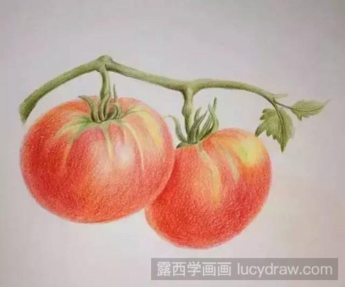 番茄彩铅画教程