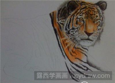 彩铅画教程：如何画一只活生生的卧虎