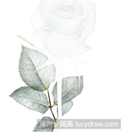 彩铅画教程：如何画白玫瑰？
