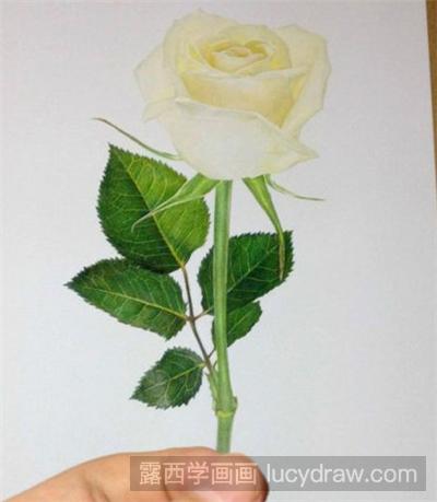 彩铅画教程：如何画白玫瑰？