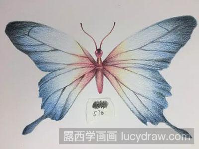 彩铅画教程怎么画花蝴蝶