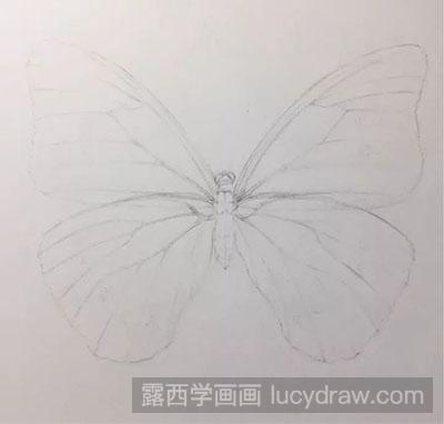 彩铅画教程：怎么画蝴蝶