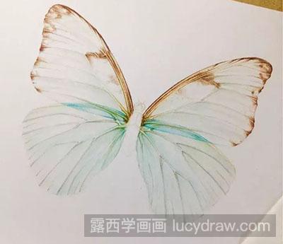彩铅画教程：怎么画蝴蝶