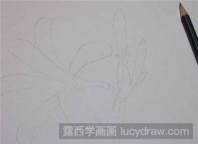 彩铅画教程：花卉石蒜的画法