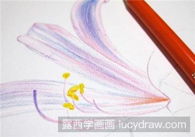 彩铅画教程：花卉石蒜的画法