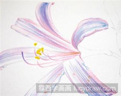 彩铅画教程：花卉石蒜的画法