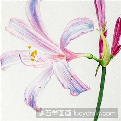 彩铅画教程：花卉石蒜的画法
