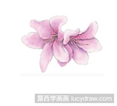 彩铅画教程：教你画杜鹃花