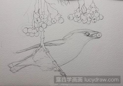 太平鸟水彩画教程
