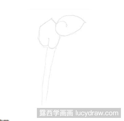 红掌彩铅画法1