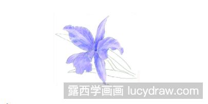 兰花的彩铅画法