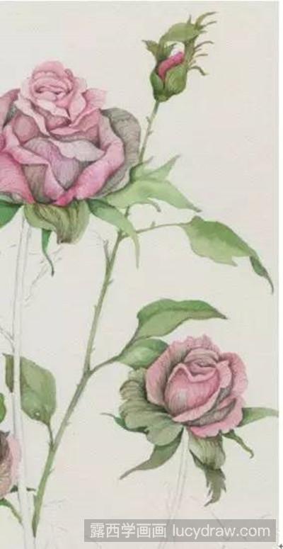 玫瑰水彩画教程