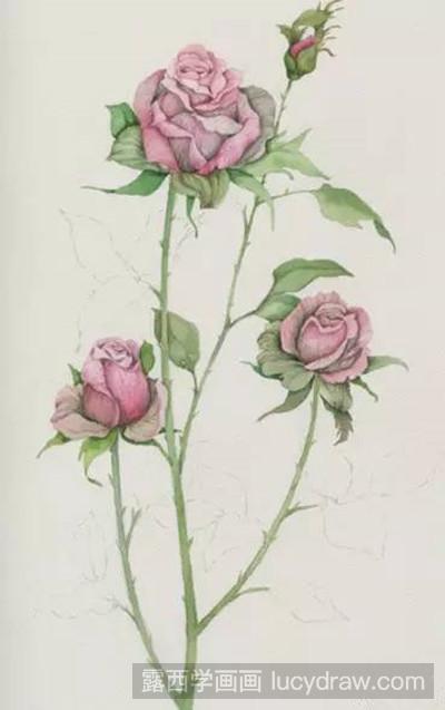 玫瑰水彩画教程