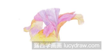 鸢尾花的彩铅画法