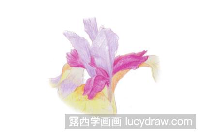 鸢尾花的彩铅画法