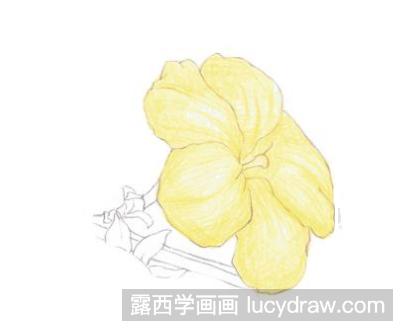 怎样画迎春花彩铅画