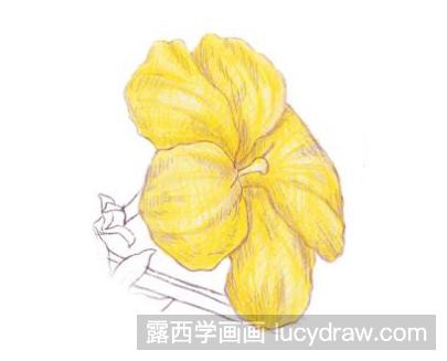 怎样画迎春花彩铅画